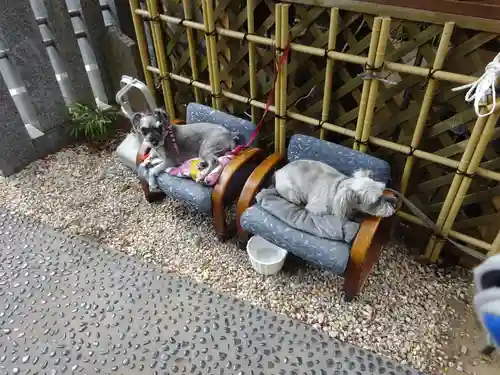 菊名神社の動物