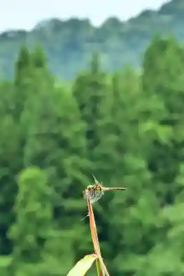 高龍神社(新潟県)