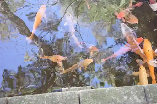 西新井大師総持寺の動物