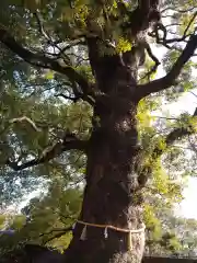 上野東照宮の自然