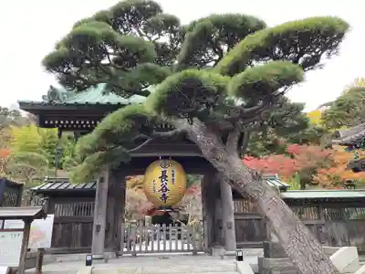 長谷寺の山門・神門