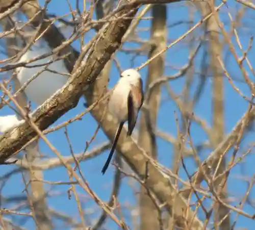 留辺蘂神社の動物