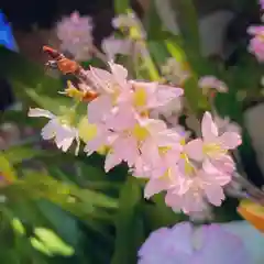 早稲田神社の自然