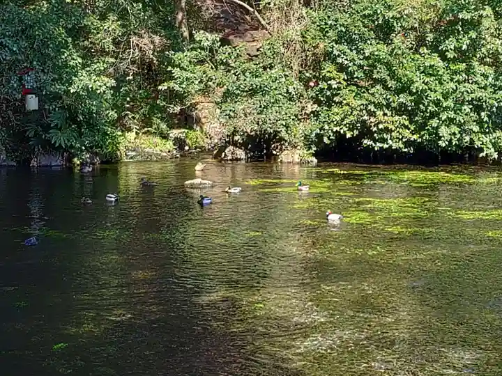 富士山本宮浅間大社(静岡県)