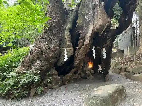 來宮神社(静岡県)