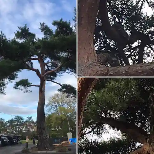 厚真神社のその他建物