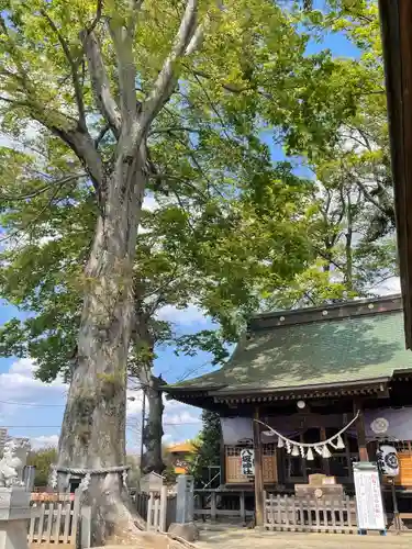 守谷総鎮守 八坂神社の本殿・本堂