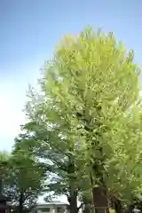 春日部八幡神社の自然