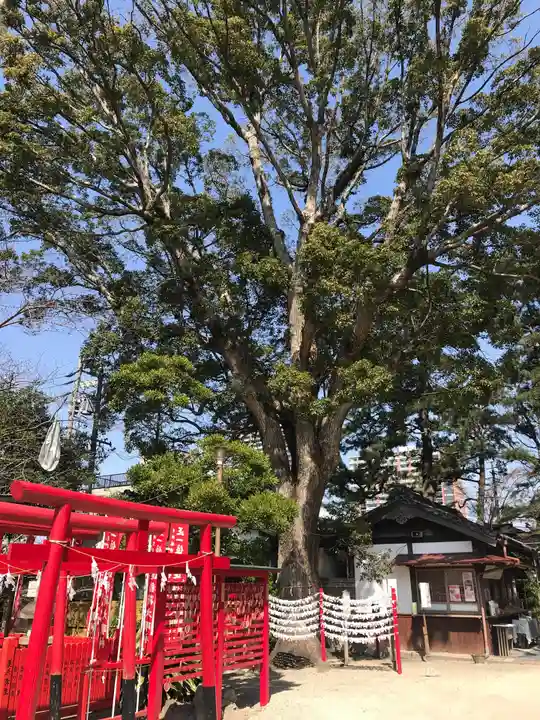 菅生神社の自然
