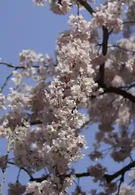 水無瀬神宮(大阪府)