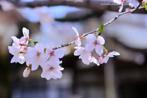 靖國神社(東京都)