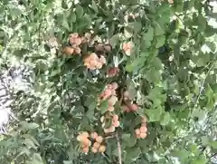 阿邪訶根神社の自然