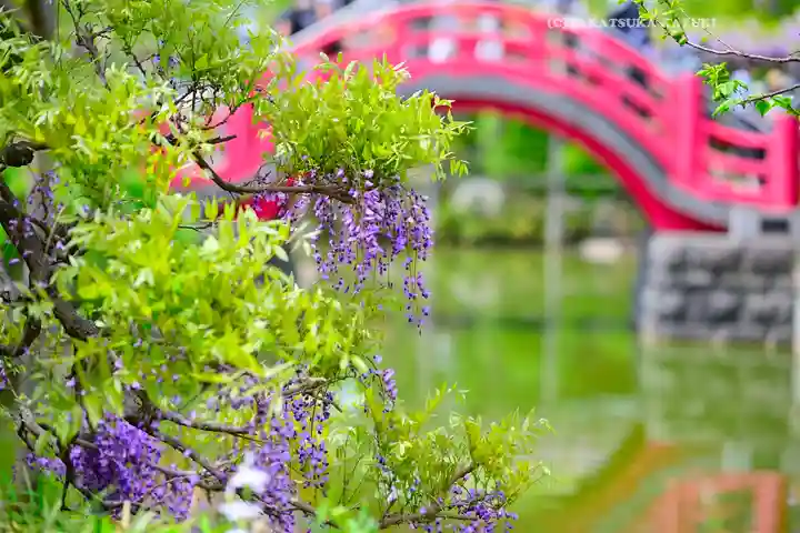 亀戸天神社(東京都)