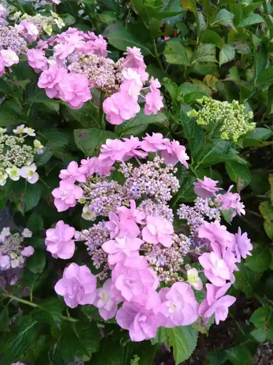 河内阿蘇神社の自然