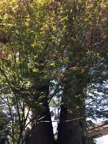 所澤神明社の自然