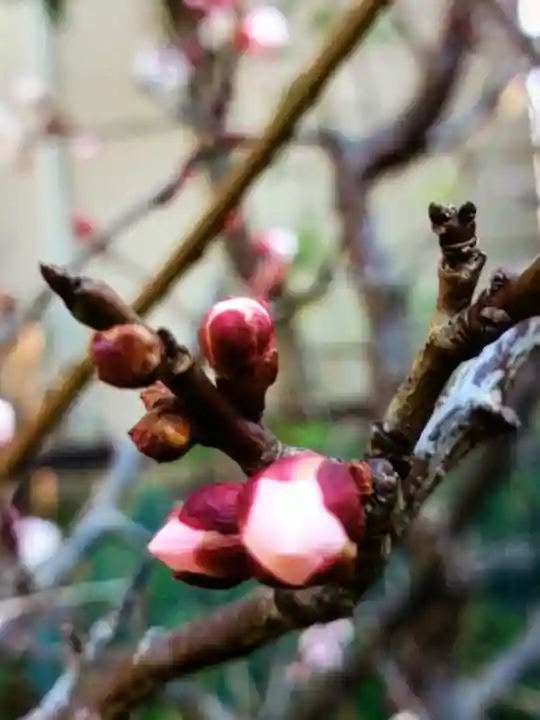 本郷氷川神社(東京都)