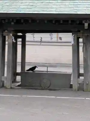 亀田八幡宮(北海道)