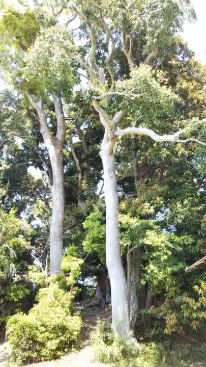 稲荷大明神の自然