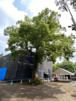 鷲宮神社の本殿・本堂