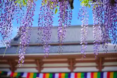 西新井大師総持寺(東京都)