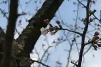 伊勢山皇大神宮の自然