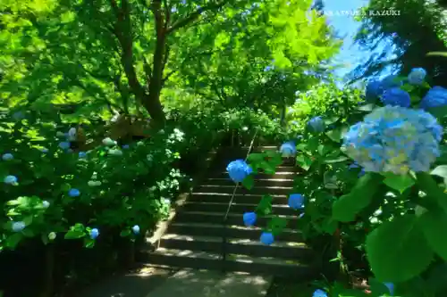 明月院(神奈川県)