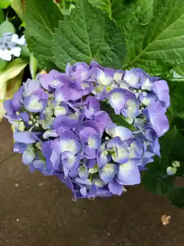 鳩森八幡神社の自然