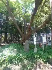 北野天神社(埼玉県)