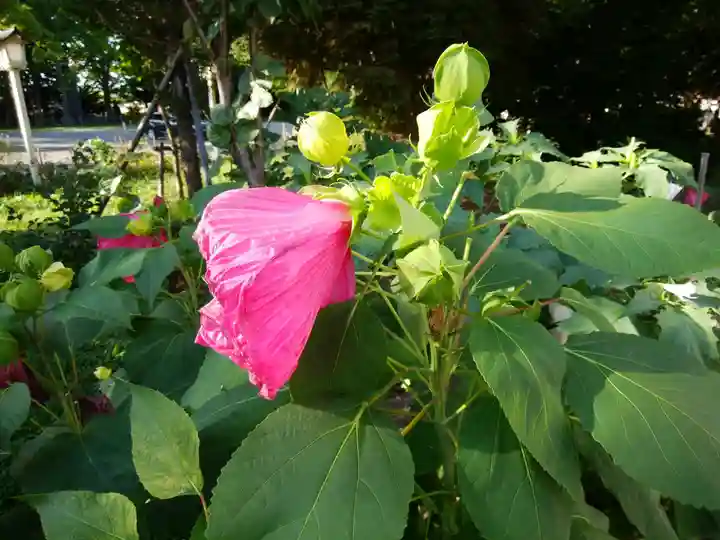 新琴似神社の自然