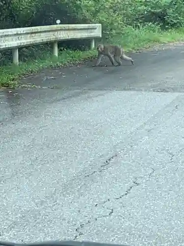 古峯神社の動物