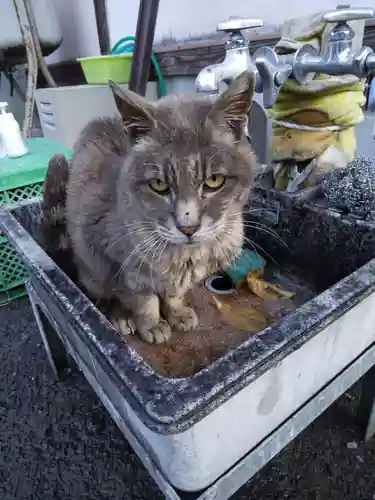 御誕生寺（猫寺）の動物