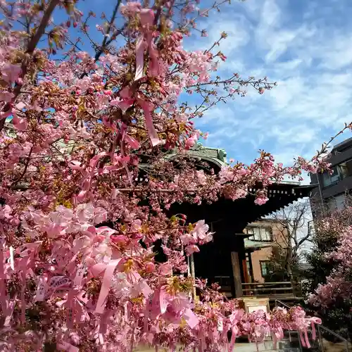 桜神宮(東京都)
