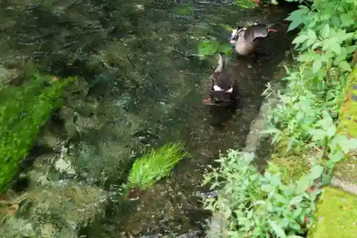 乃木神社の動物