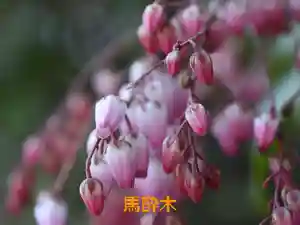 鏡石鹿嶋神社 *安産・開運・勝利の神さま*(福島県)(2026年03月05日(木) 21時41分37秒投稿)