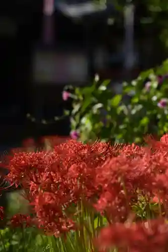 磐井神社の自然