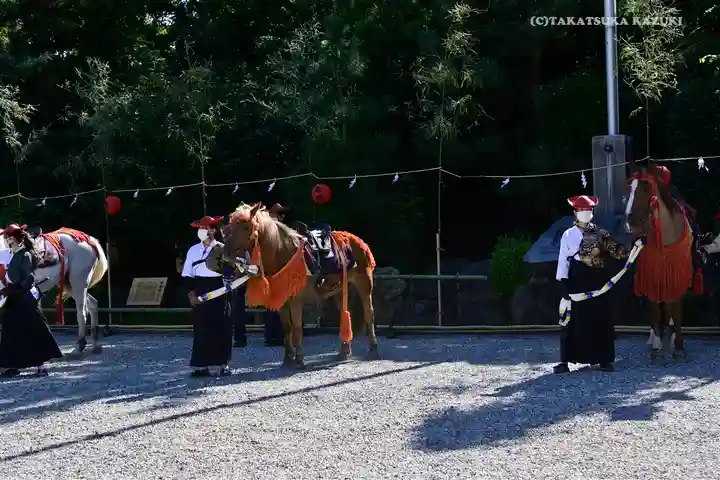 寒川神社の動物