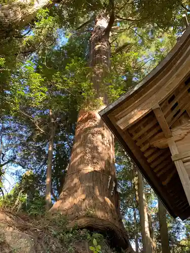 日枝神社の自然