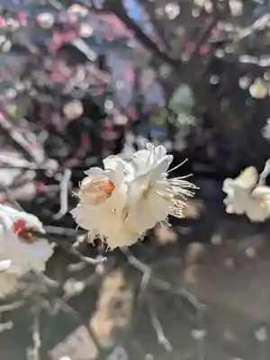 成子天神社(東京都)