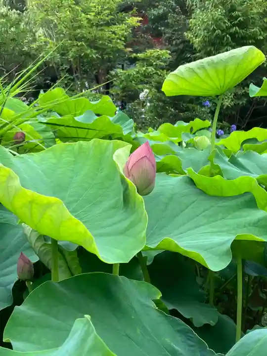 高幡不動尊 金剛寺(東京都)