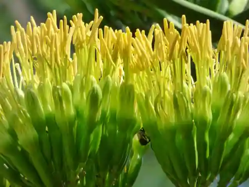 烏森神社(東京都)
