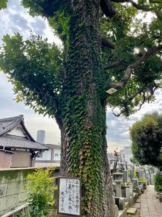 佛心寺(東京都)