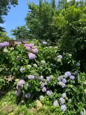 般若寺 ❁﻿コスモス寺❁(奈良県)