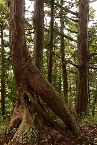 高峯神社(高知県)