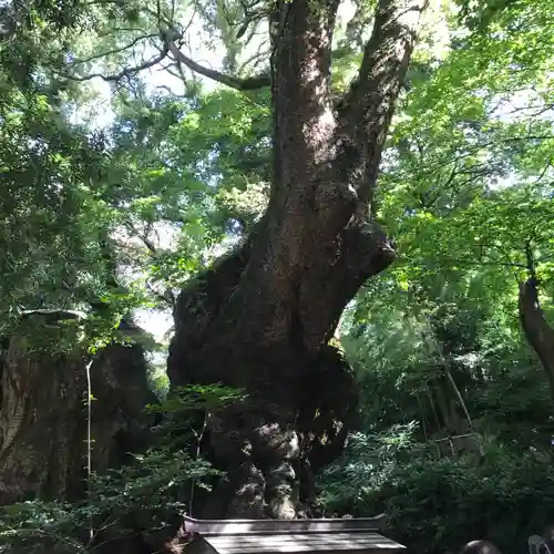 來宮神社の自然