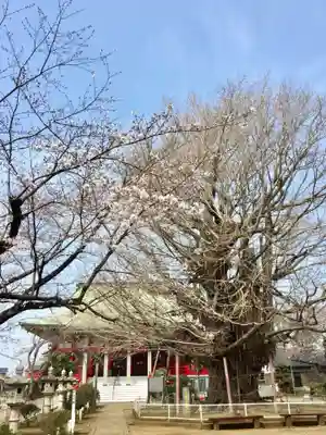 千葉寺の本殿・本堂