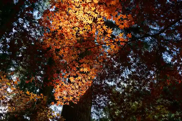 小國神社の自然