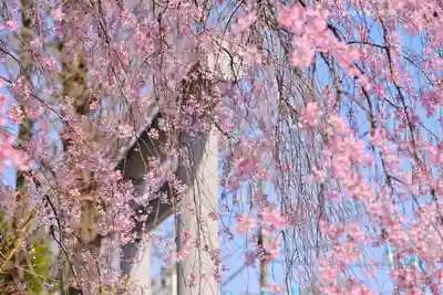 阿佐ヶ谷神明宮(東京都)
