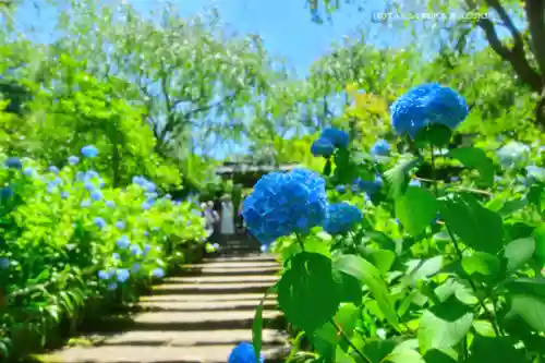 明月院(神奈川県)