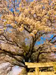 鹿嶋神社の自然