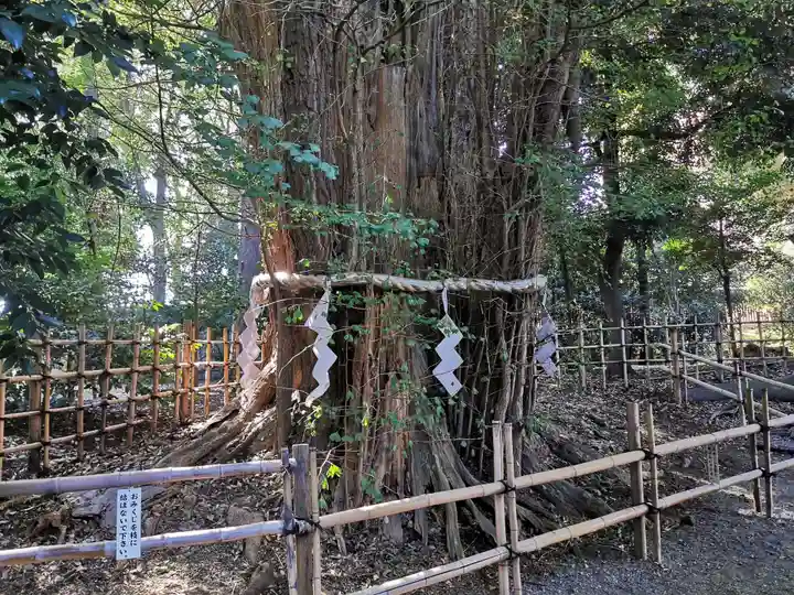 大國魂神社の自然